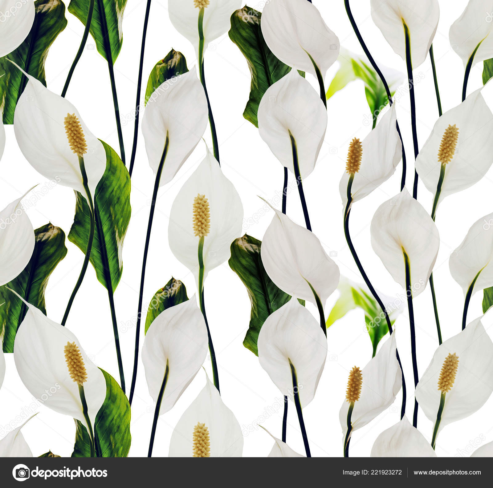 Lys Blanc Dessin Transparente Fleurs Blanc Photographie