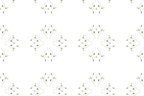 Tryckte och torkade blommor bräcklighet isolerad på vit bakgrund Royaltyfria Stockfoton