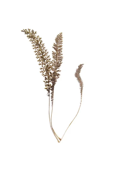 Gedroogde plant groene kruiden decoratie op wit — Stockfoto