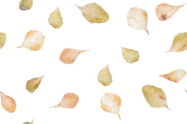 Bir beyaz izi preslenmiş ve kurutulmuş yaprakları