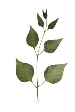 Kurutulmuş bitki yeşil otlar dekorasyon beyaz