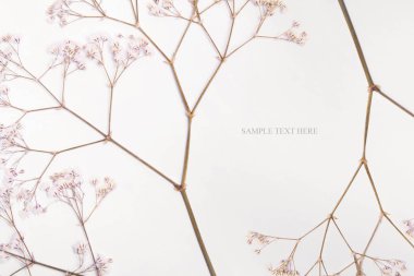 Beyaz preslenmiş ve yaz bahar kurutulmuş çiçek