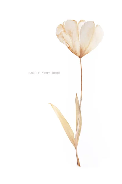 Beyaz bir arka plan üzerinde preslenmiş ve kurutulmuş Lale çiçek. Scrapbooking için kullanmak — Stok fotoğraf
