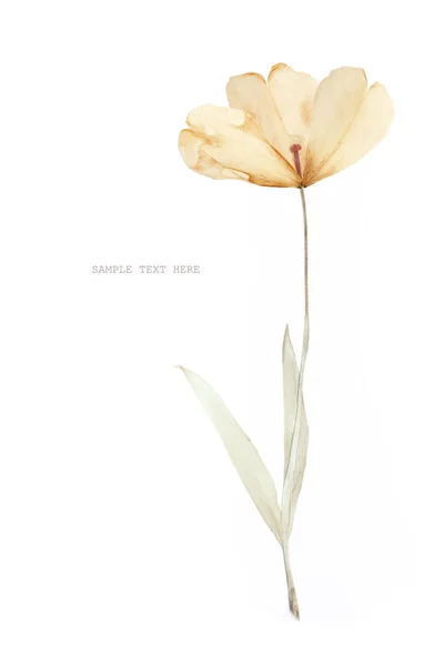Flor de tulipán prensada y seca sobre fondo blanco. Para su uso en scrapbooking —  Fotos de Stock
