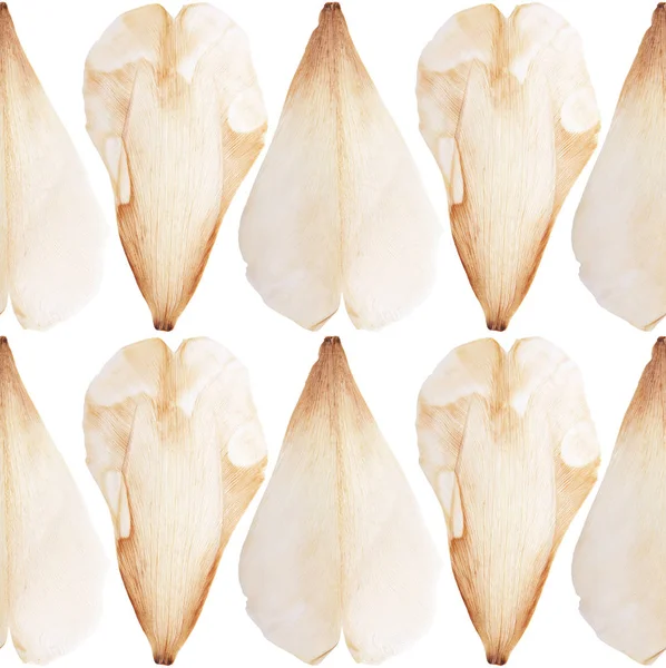 Pétalo de flor de tulipán prensado y seco sobre un patrón de fondo blanco. Para su uso en scrapbooking — Foto de Stock