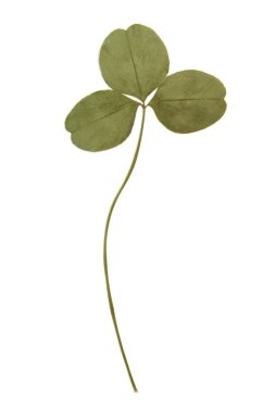 Beyaz arka plan üzerinde izole Yeşil yonca yaprağı preslenmiş