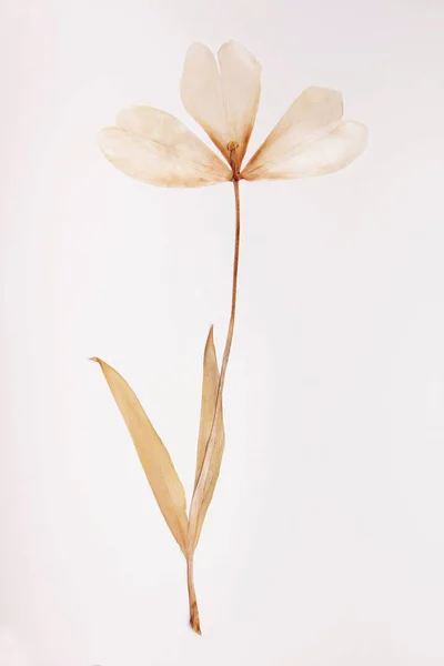 Ingedrukt en gedroogde tulip bloem op een witte achtergrond. Voor gebruik in scrapbooking — Stockfoto