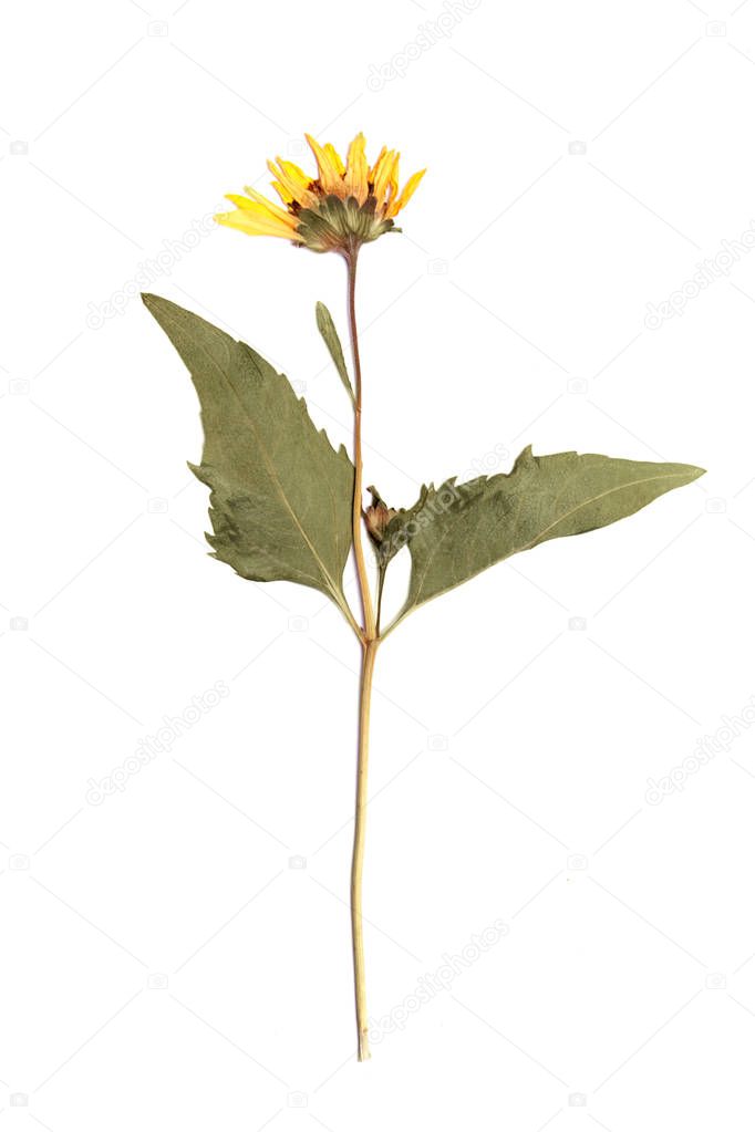 Pressed and dried summer spring yellow flower