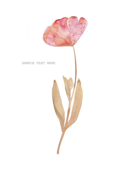 Wciśnięty i suszone tulip kwiat na białym tle. Do użytku w scrapbooking — Zdjęcie stockowe