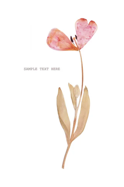 Flor de tulipa prensada e seca sobre um fundo branco. Para utilização em scrapbooking — Fotografia de Stock