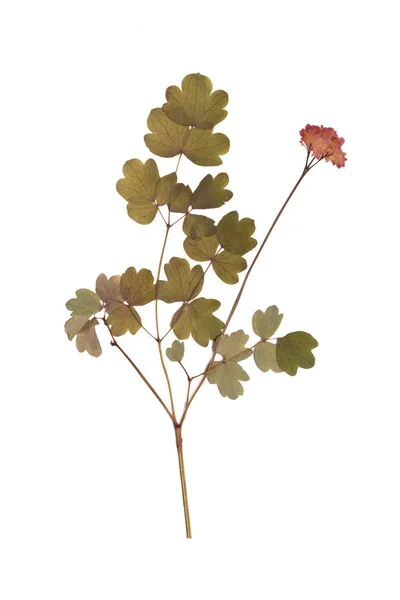 Flor roja de primavera de verano prensada y seca —  Fotos de Stock