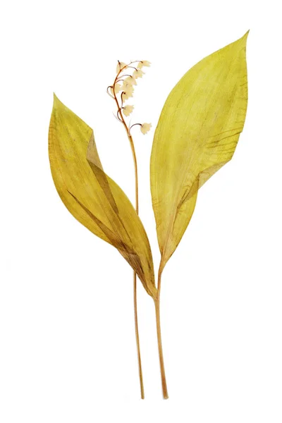 Völgy gyöngye-virág száraz sajtolt herbáriumi — Stock Fotó