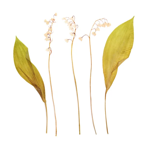 Лилия васильковая - цветок сухой травы — стоковое фото