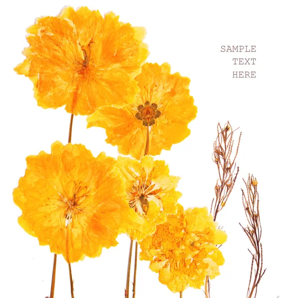 Las flores prensadas y secadas veraniegas amarillas sobre blanco —  Fotos de Stock