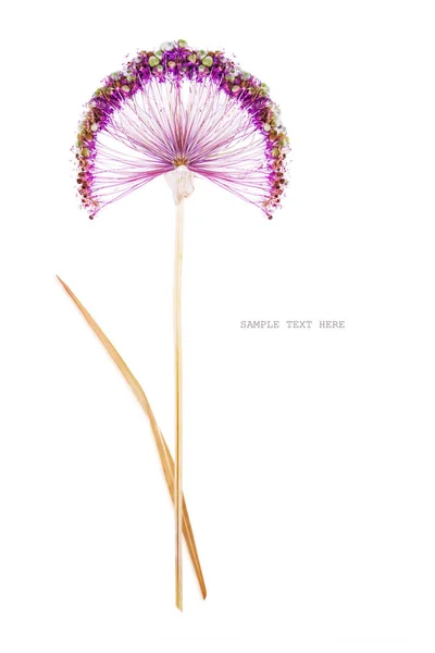 Flori de vară violete presate și uscate pe un fundal alb — Fotografie, imagine de stoc