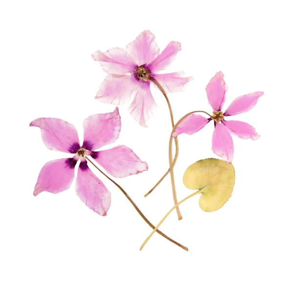 Çiçekler pembe siklamen kurutulmuş preslenmiş herbaryum — Stok fotoğraf