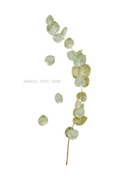 緑のユーカリの枝は白に葉 — ストック写真
