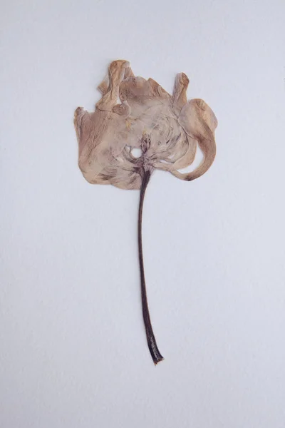 Fiore di tulipano pressato ed essiccato su fondo bianco. Da utilizzare in scrapbooking — Foto Stock