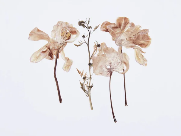 Tulipany wciśnięty i suszonych kwiat na białym tle. Do użytku w scrapbooking — Zdjęcie stockowe