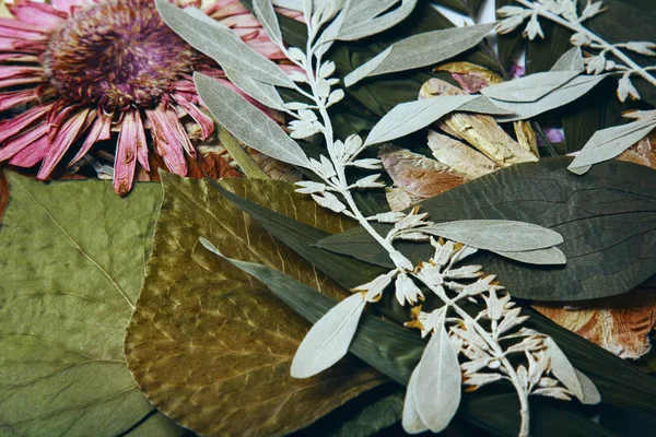 Πιεσμένο και αποξηραμένο Γκέρμπερ άνοιξη καλοκαίρι φθινόπωρο λουλούδια σε λευκό φόντο — Φωτογραφία Αρχείου