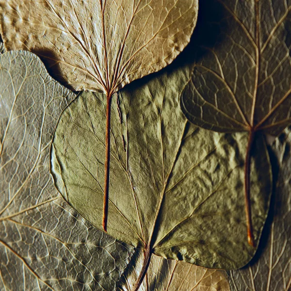 Lisované a sušené listy letní Podzimní květiny bylinkové pozadí — Stock fotografie