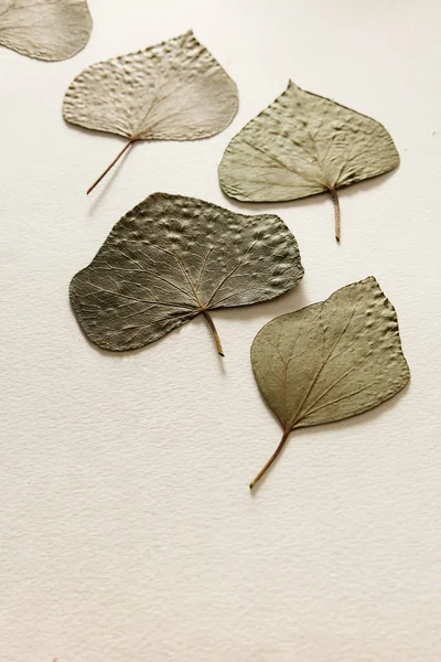 Сжатые и сушеные листья летних осенних цветов фон — стоковое фото
