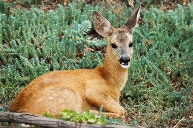 Sevimli benekli küçük vahşi alageyik açık