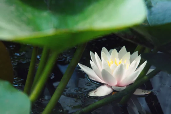 The beautiful white lotus flower or water lily reflection with the water in the pond — Stock Photo, Image