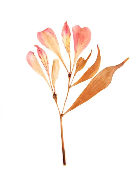 Pressed and dried summer pink flowers on a white — Stock Photo, Image