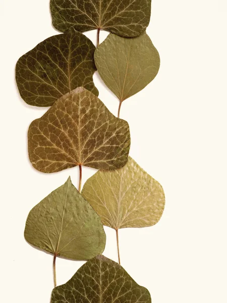 Feuilles pressées et séchées été automne fleurs herbes patern Photos De Stock Libres De Droits