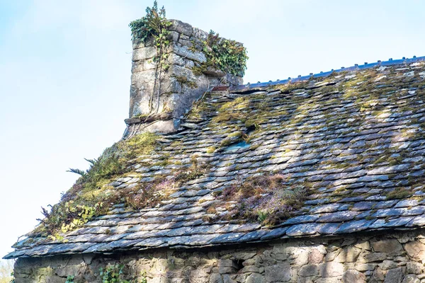 Moss and lichens on an old slate roof