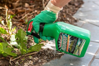 Paris, Fransa - 15 Ağustos 2018: Bahçıvan Roundup herbisit Fransız bir bahçede kullanarak. Geçen hafta bir marka-bir herbisit glyphosate, Monsanto şirketi tarafından yapılan içeren adıdır.