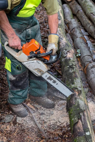 Lumberjack Árvores Corte Com Uma Motosserra Floresta — Fotografia de Stock