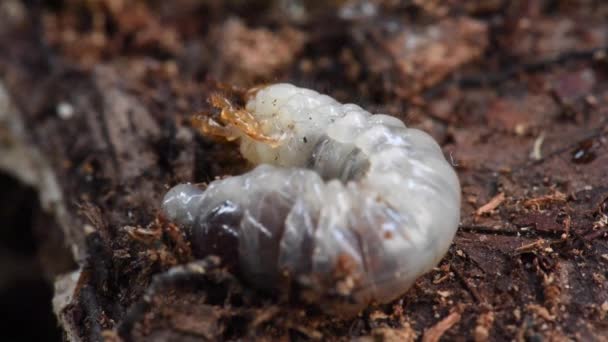 Larvae Stag Beetle — Stock Video