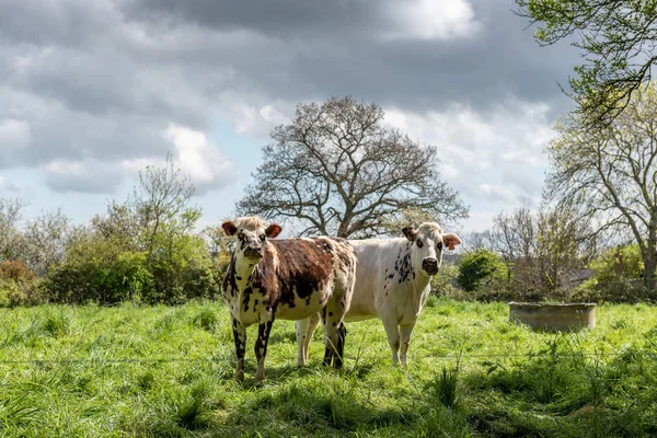 Mucca Prato Normandia Francia — Foto Stock