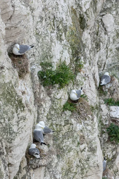 Молодая Чайка Сельди Larus Argentatus Скалах — стоковое фото