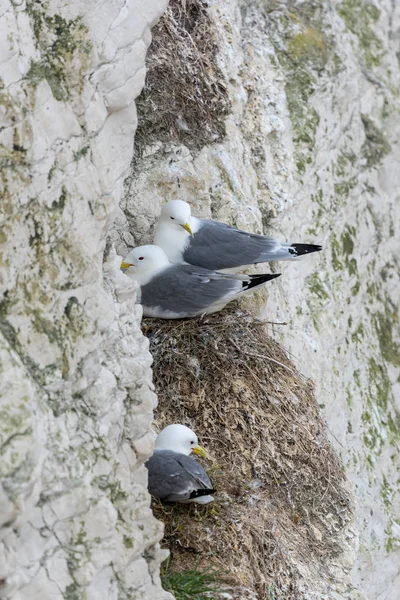 Молодая Чайка Сельди Larus Argentatus Скалах — стоковое фото