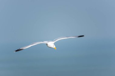 Larus argentatus-Martı gökyüzünde uçan