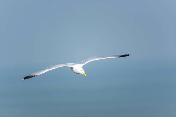 Larus argentatus-Gull vliegen in de lucht — Stockfoto