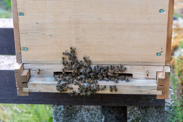 Grupy Pszczół Przy Wejściu Ula — Zdjęcie stockowe