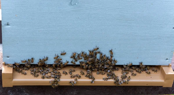 Bienengruppen Eingang Eines Bienenstocks — Stockfoto