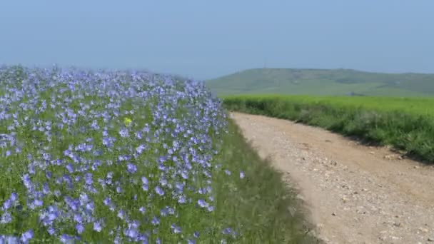 Field Flax French Country France Cte Opale — Stock Video