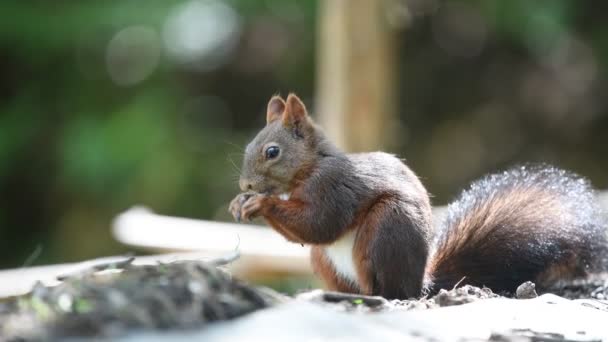 Écureuil Roux Mangeant Des Graines Dans Jardin — Video