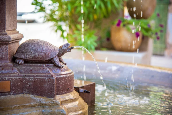 Tortue Dans Jardin Avec Des Plantes — Photo