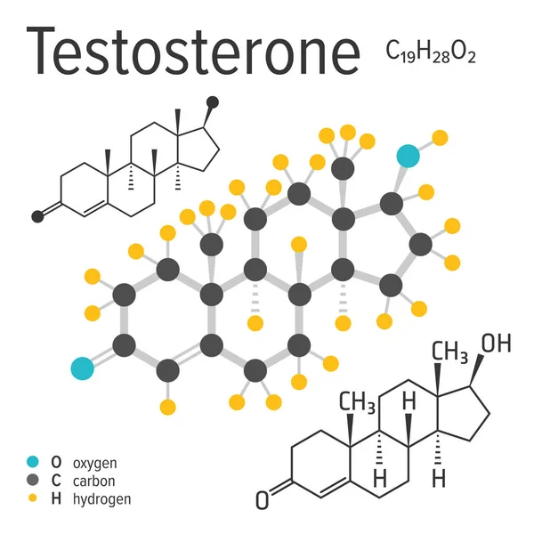 Fórmula química de uma molécula de testosterona vetorial —  Vetores de Stock