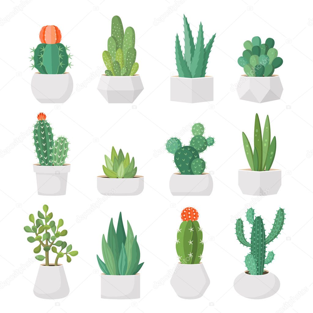 Cartoon cactus and succulents in pots vector set