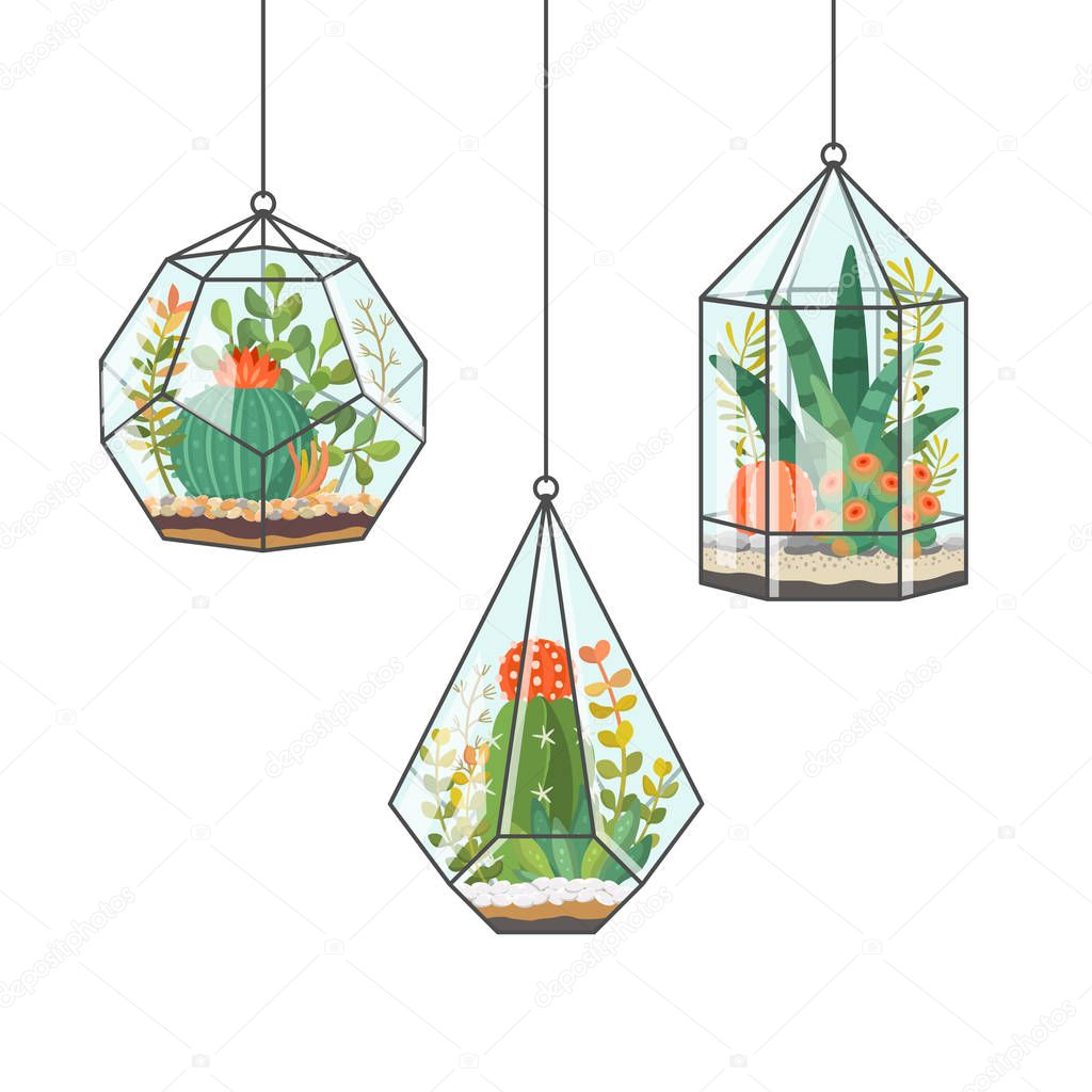 Tropical house plants and cactus in hanging terrariums