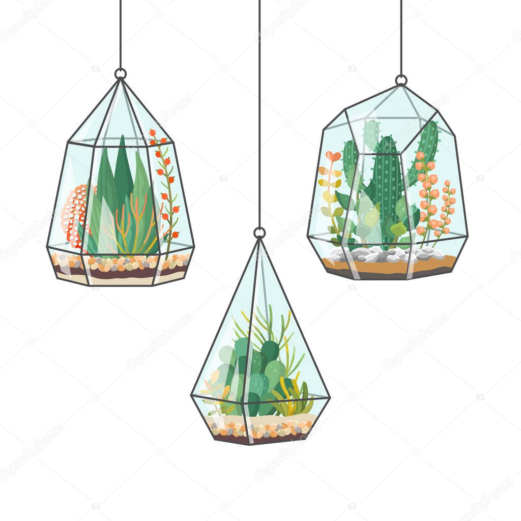 Tropical house plants and cactus in hanging terrariums