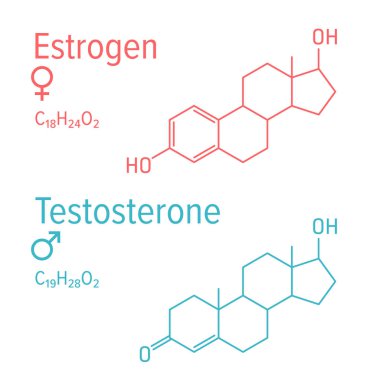 Östrojen ve uyguladı hormonlar kimyasal formüller vektör