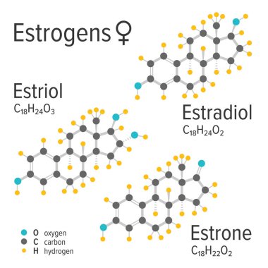 Estrogens female hormones vector chemical molecular formulas clipart